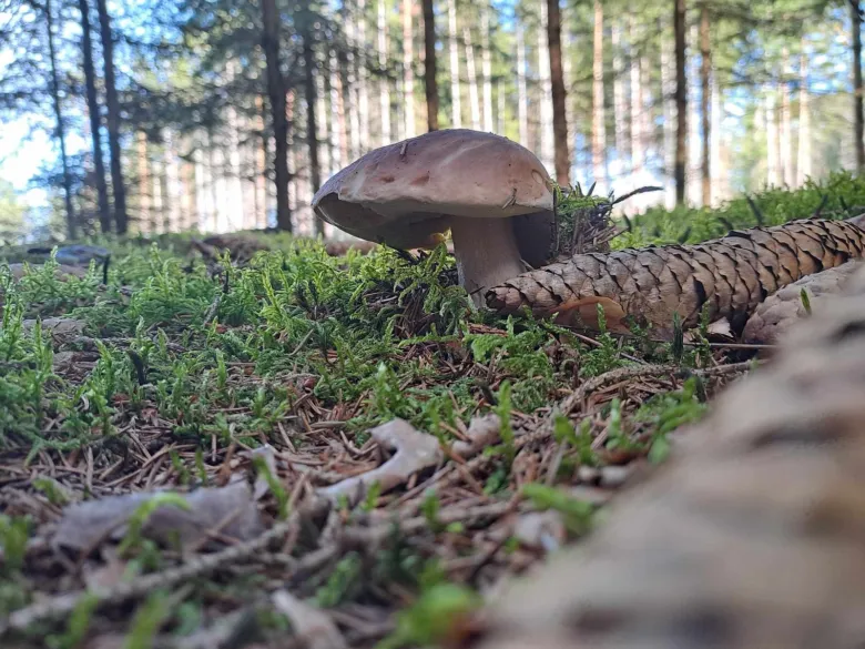 Houba roste na lesní zemi mezi mechem.