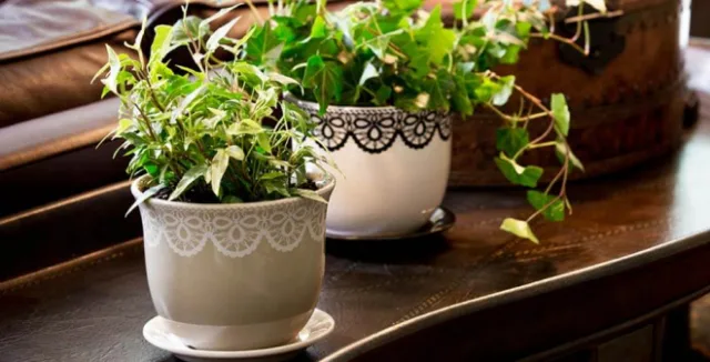 Potted plants on table
