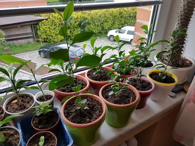Malé citronovníky v hrncích na okenním parapetu.
