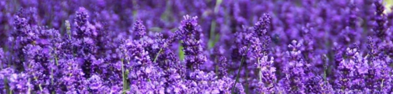 Lavender field