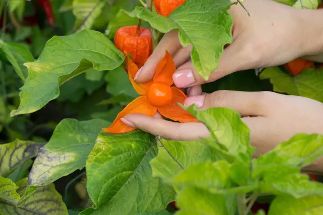 Ruční sběr plodu physalis v zelené rostlině.