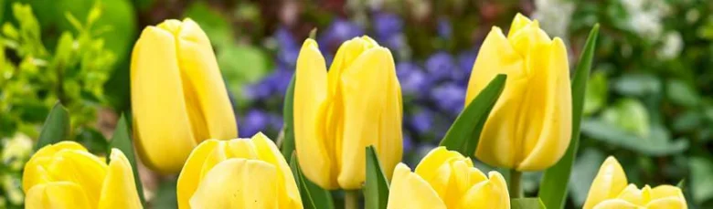 Žluté tulipány v květu na pozadí zelených listů a fialových rostlin.