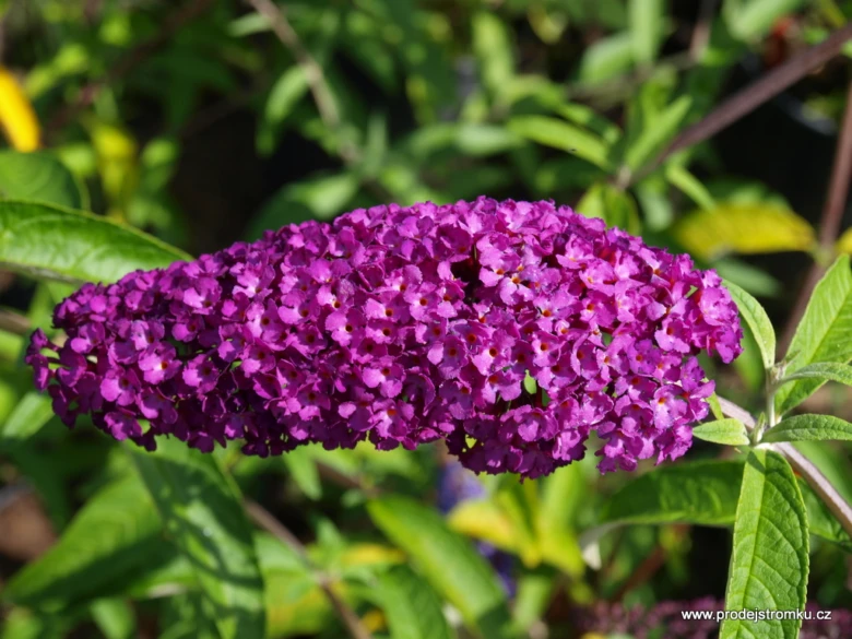 Fialový květ motýlího keře Buddleia v plném rozkvětu.