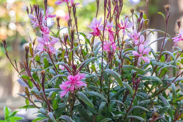 Pink flowering plant
