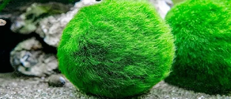 Zelená řasokoule (Marimo) v akváriu na štěrkovém dně.