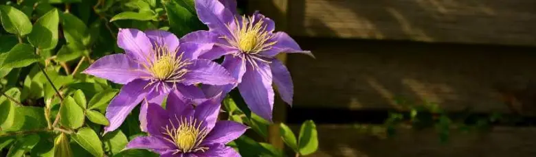 Tři fialové květy plaménku clematis rostou mezi zelenými listy.