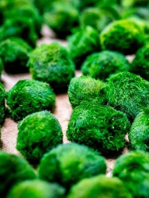 Moss balls in aquarium