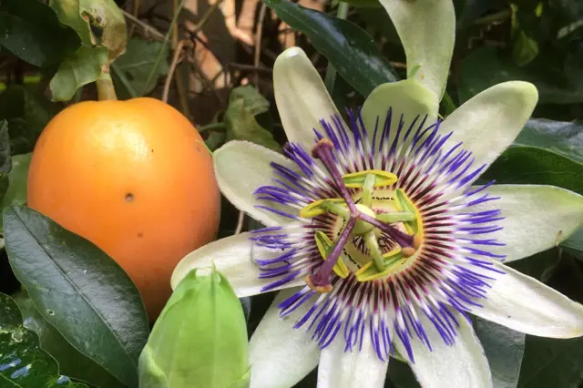 Květ a plod tropické rostliny passiflora v zahradě.