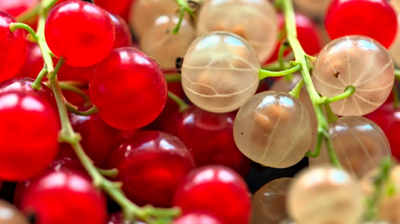 Červené a bílé rybízy na stoncích v makro záběru.