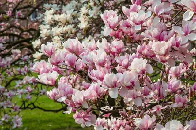 Růžové květy magnolie na větvích stromu v plném rozkvětu.