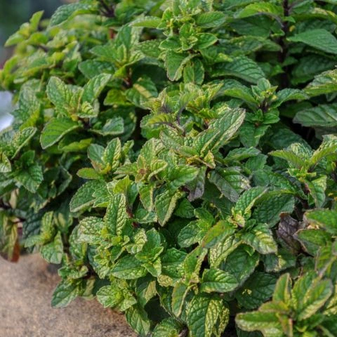 Mint plant in pot or garden