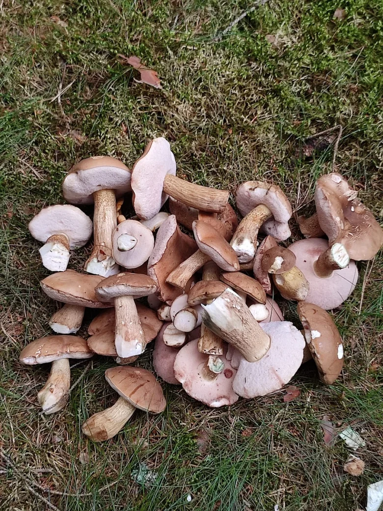 Hromada hřibů žlučníků ležících na zemi v přírodě.