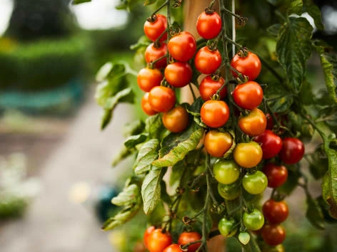 Tomato cluster on vine