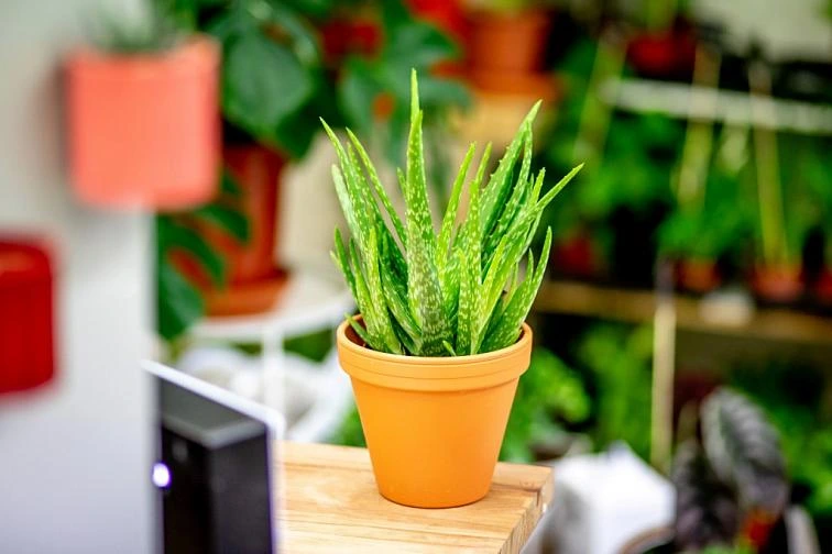 Zdravá rostlina aloe vera v oranžovém květináči na dřevěné ploše.