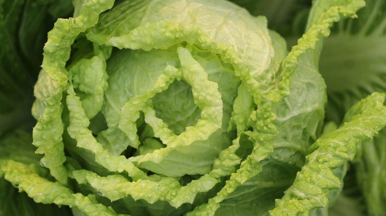 Peking cabbage head