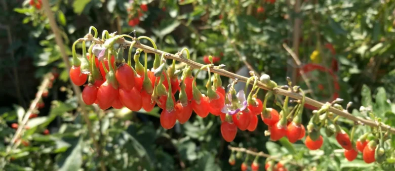 Goji berries on branch
