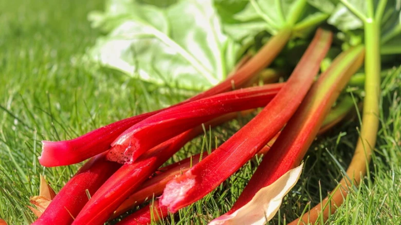 Rhubarb stalks on grass