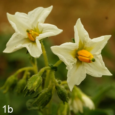 Potato flowers