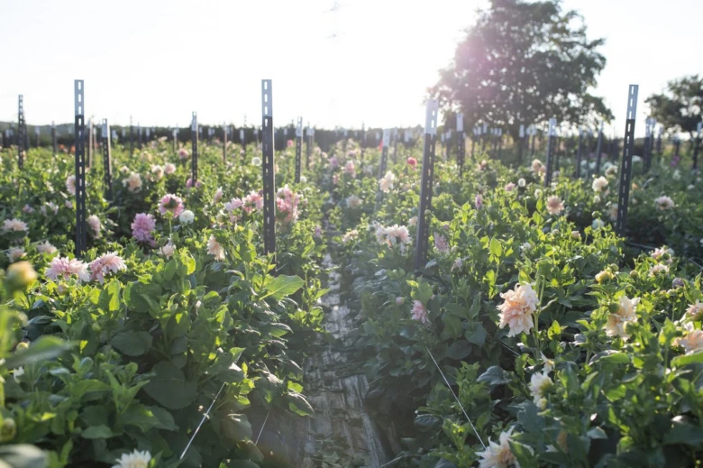 Dahlia field rows