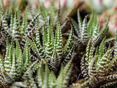 Blízko na zemi rostoucí sukulenty Haworthia s bílými pruhy.