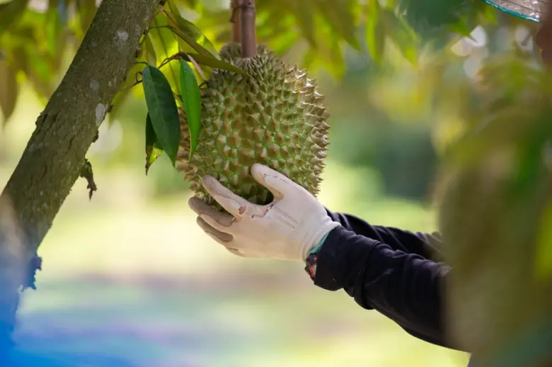 Ruce drží zralý durian visící na větvi stromu v sadě.