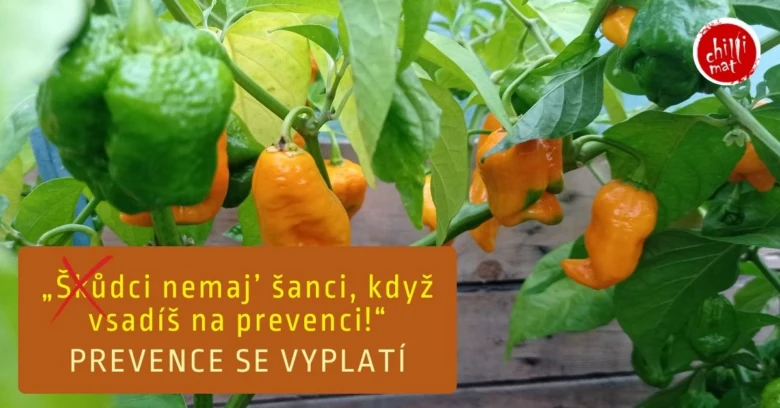 Zelené a oranžové chilli papričky rostou na keři venku.