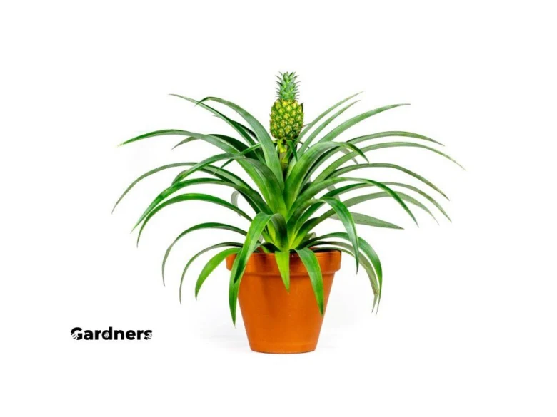 Potted pineapple plant with fruit