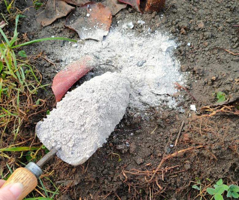 Dřevěný popel nasypáván do půdy zahradní lžící.