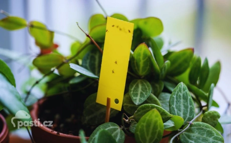 Yellow sticky trap with insects