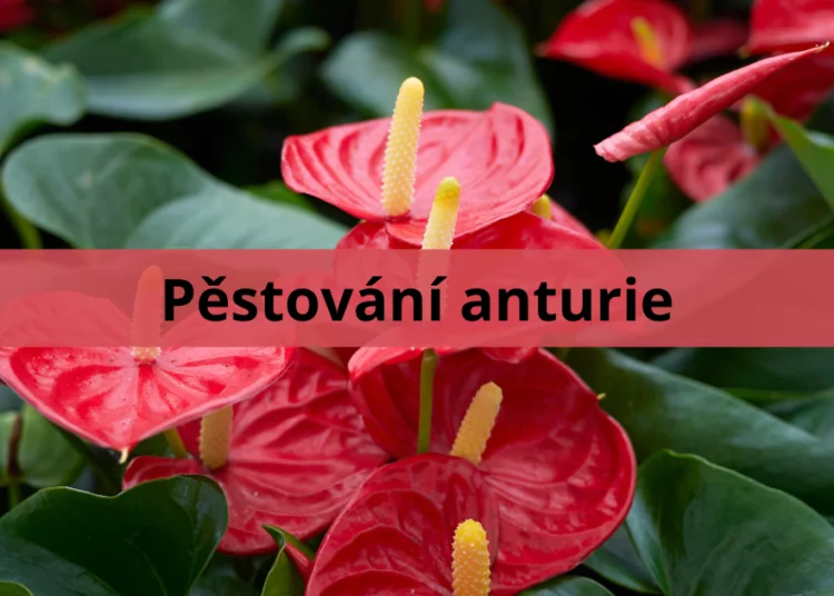 Květy anturie s červenými brankami a zelenými listy.