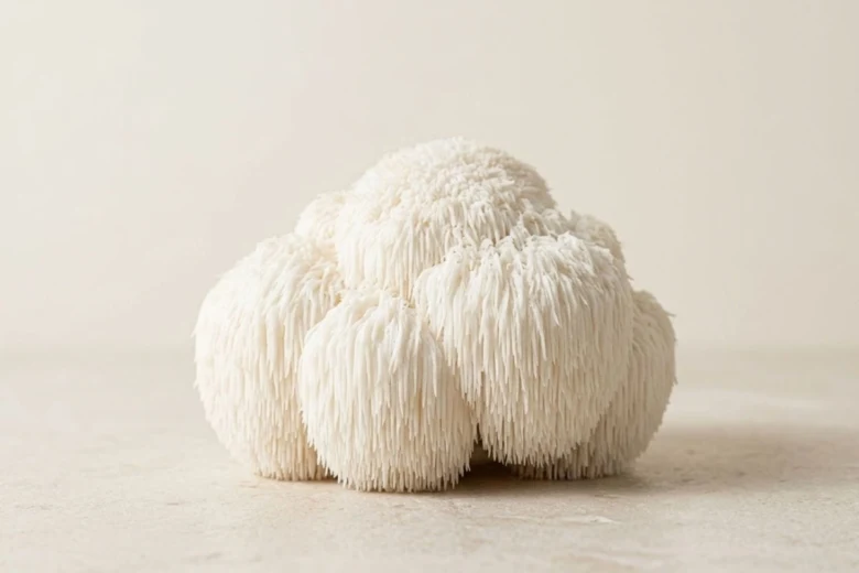 Lion's mane mushroom cluster