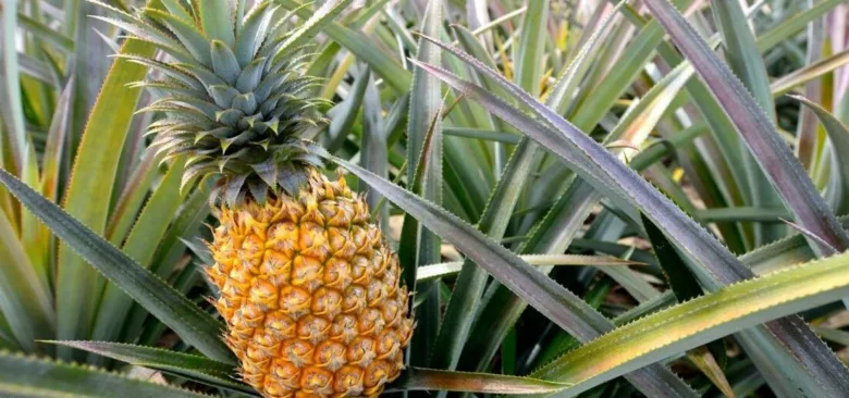 Zralý žlutý ananas rostoucí mezi listy rostliny.