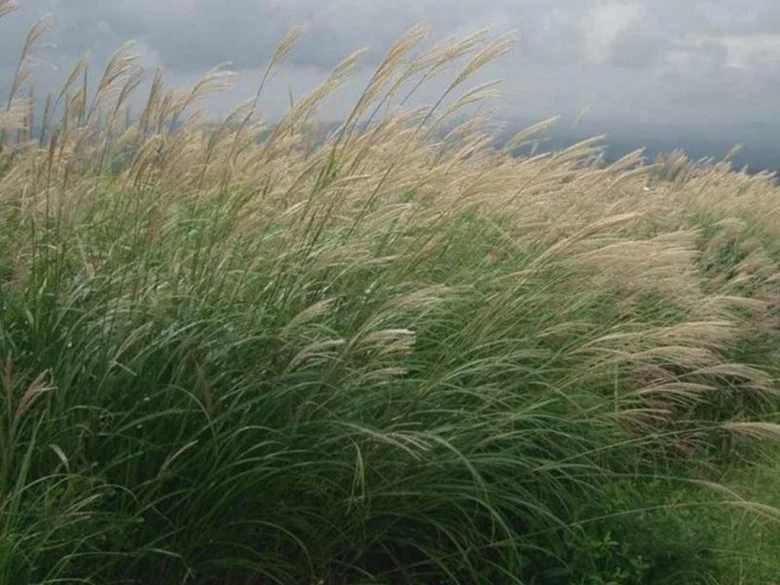 Ozdobnice čínská miscanthus rostoucí na louce.