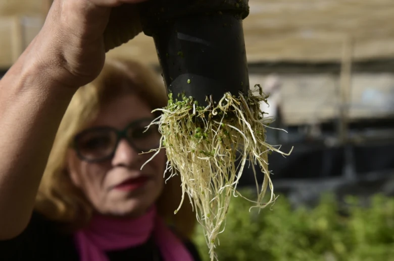 Životní kořeny rostlin v akvaponickém systému s rybami