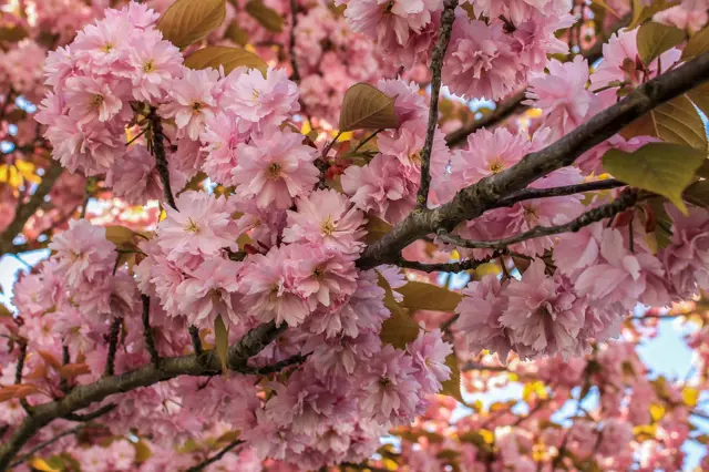 Pink cherry blossoms on branches