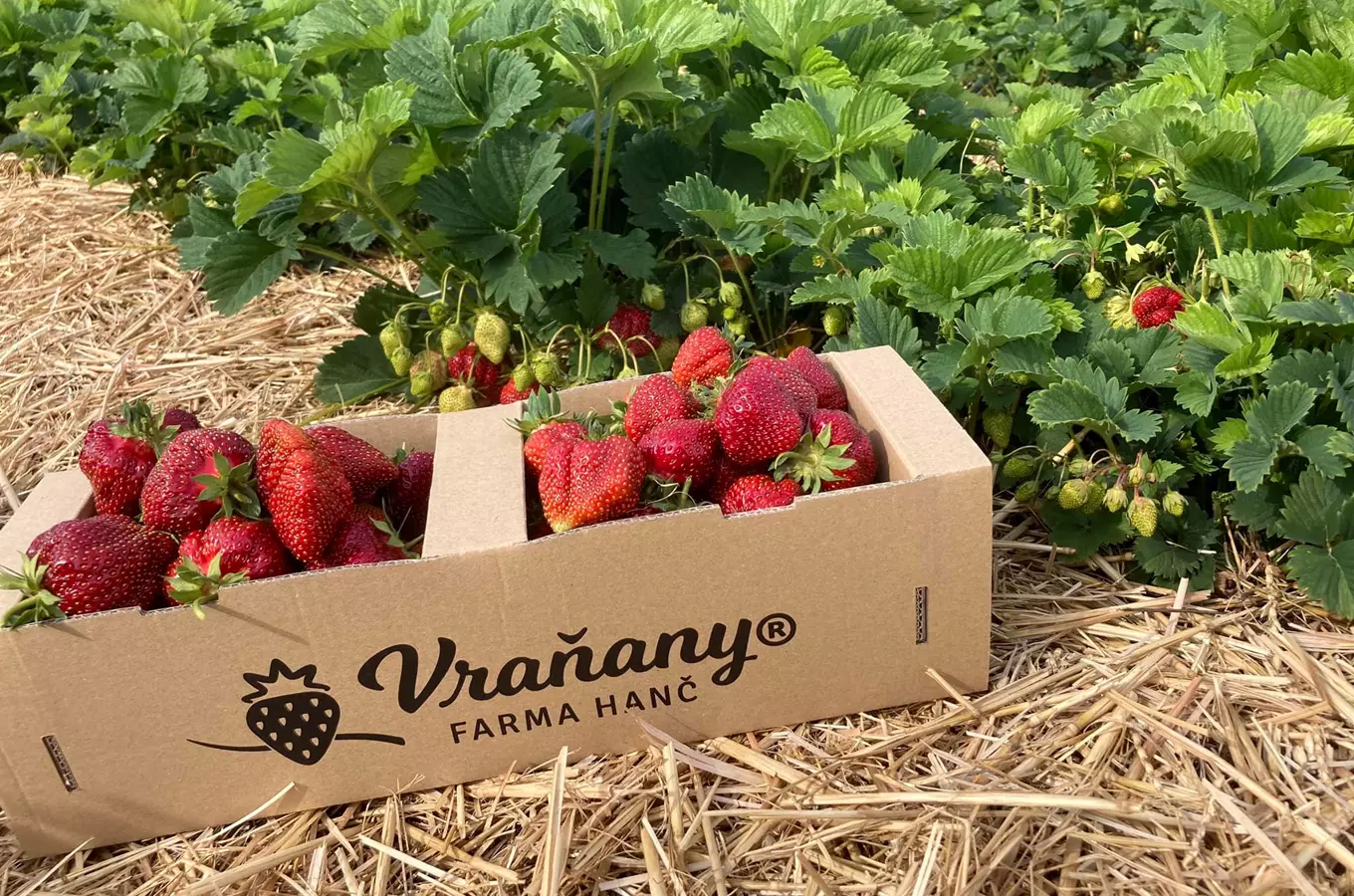 Čerstvé jahody v krabici na farmě Vraňany mezi rostlinami.