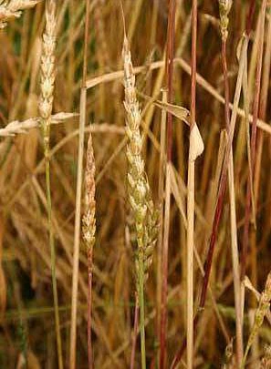 Spelt wheat ears