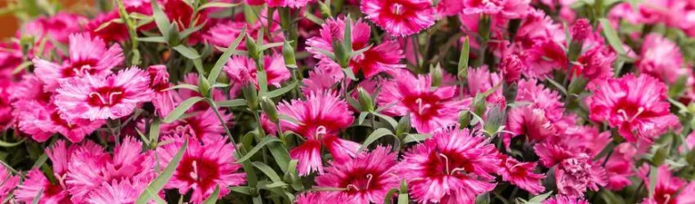 Pink dianthus flowers