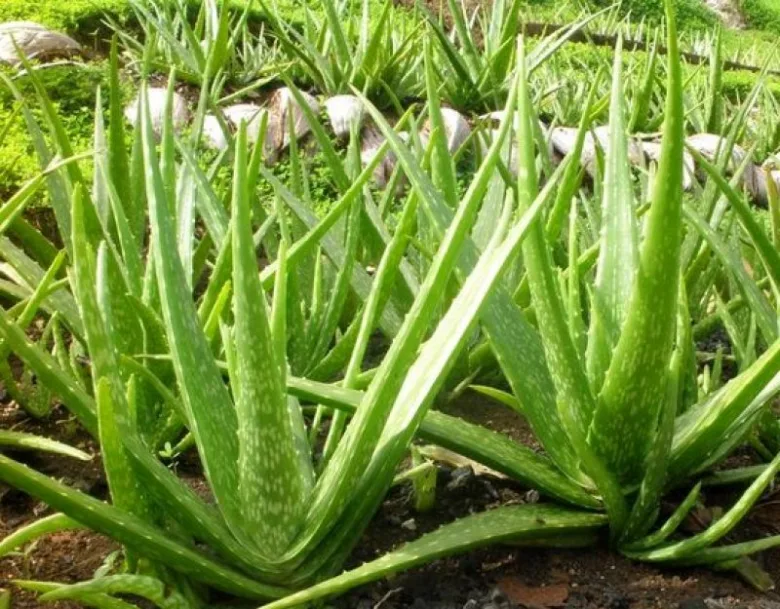 Zelené rostliny aloe vera pěstované v zemi.