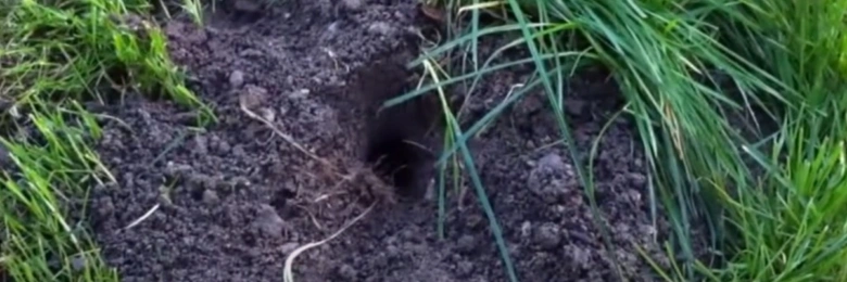 Field vole hole in soil