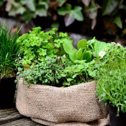 Herbs in burlap basket