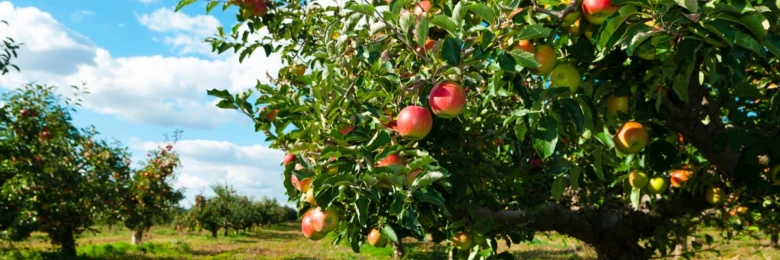 Apple tree with fruit