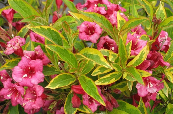 Weigela flowers and leaves
