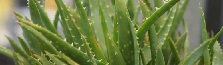 Blízky pohled na listy rostliny aloe vera s trny.