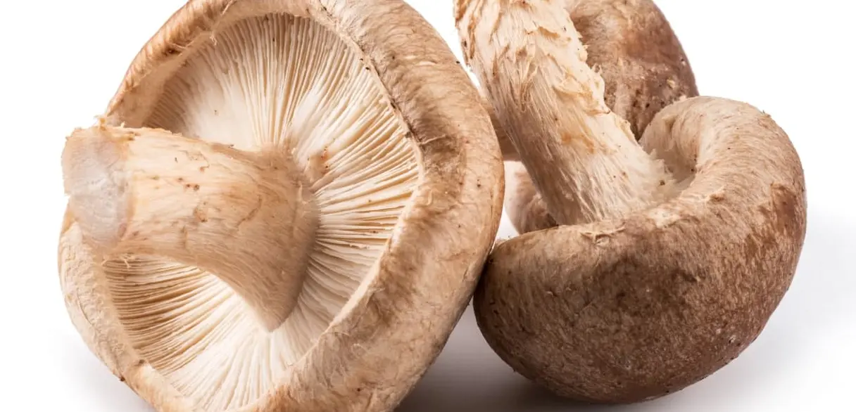 Čerstvé houby Shiitake s viditelnými žlábkami na bílém pozadí.