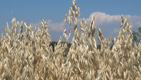 Suchtelné ovesné klasy na poli po dozrání.