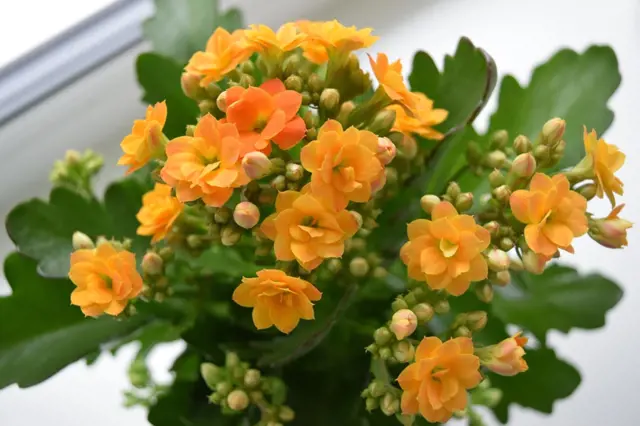 Oranžové květy kalanchoe s zelenými listy v přírodním osvětlení.