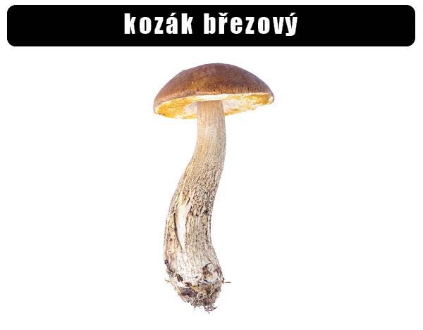 Fotografie kozáka březového s hnědou čepicí na bílém pozadí.