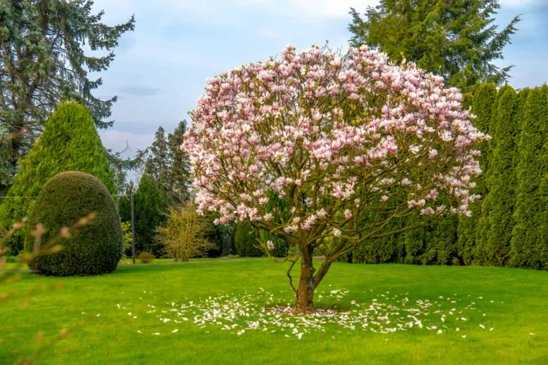 Rostoucí kvetoucí magnolie v zahradě s rozkvetlými růžovými květy.