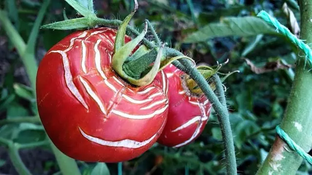 Červená rajčata s bílými pruhy na povrchu plodu